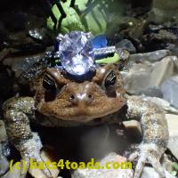 /home//u458753944/public_html/sourcegallery/////////Roxborough Toad Detour/2013-2019/2018/2018-04-28/P4280022.JPG